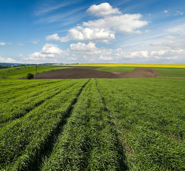 Grünes Weizenfeld, Spuren von landwirtschaftlichen Geräten und Landschaft des Rapsfeldes schöner Himmel mit Wolken im Hintergrund