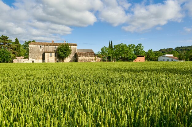 Grünes Weizenfeld und sonniger Tag am landwirtschaftlichen Bauernhof