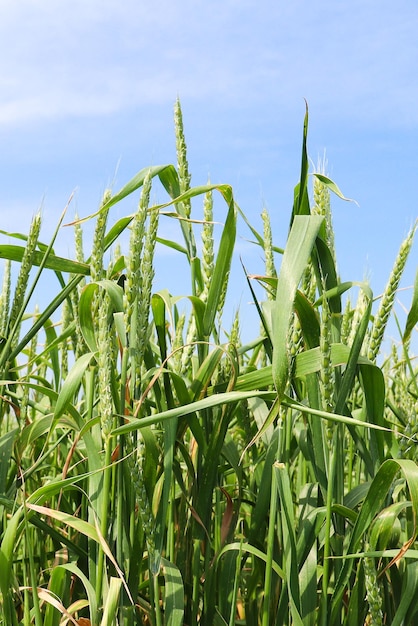 Grünes Weizenfeld Weizenfeld im juliSchöner grüner Getreidefeldhintergrund Landwirtschaft