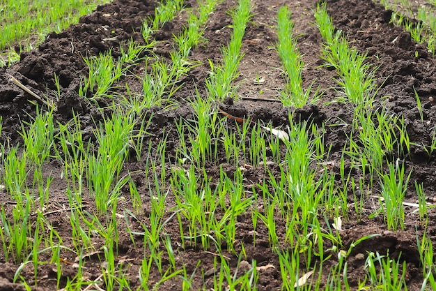 Grünes Weizenlandwirtschaftsfeld in Indien