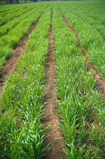 Grünes Weizenlandwirtschaftsfeld in Indien.