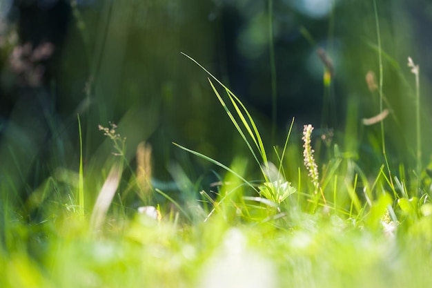 Grünes Wildgras auf einer Waldwiese. Makrobild mit geringer Schärfentiefe.