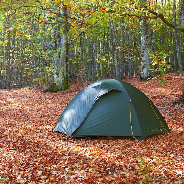 Grünes Zelt im gelben Herbstwald