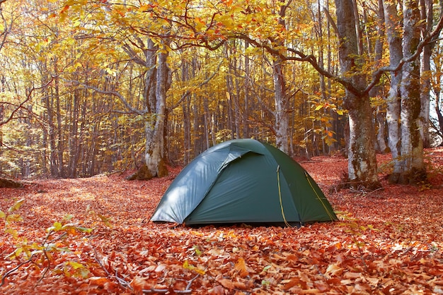 Grünes Zelt im gelben Herbstwald