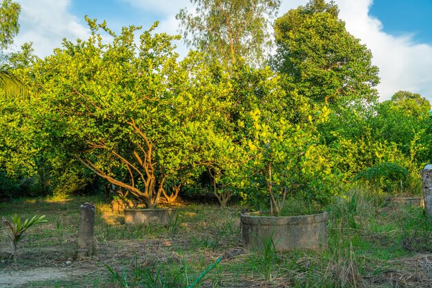 Grünes zitronenbaumwachstum auf dem zementteich in einer gartenzitrusfrucht thailand