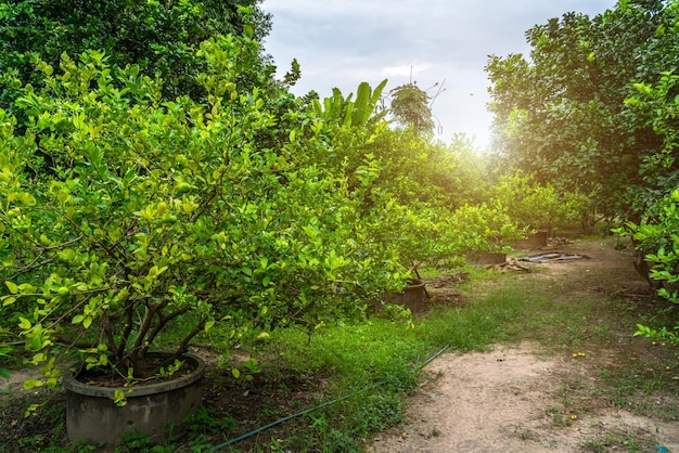 Grünes zitronenbaumwachstum auf dem zementteich in einer gartenzitrusfrucht thailand