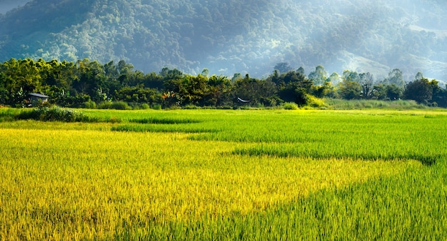 Grünfelder in der schönen Landschaft des Tales von PhuLua Loei, Thailand.