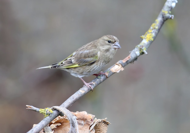 Grünfinkvogel in der Natur