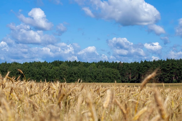 Grüngelbes Weizengetreide vor der Ernte