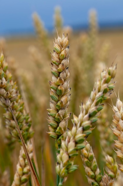 Grüngelbes Weizengetreide vor der Ernte