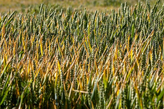 Grüngelbes Weizengetreide vor der Ernte