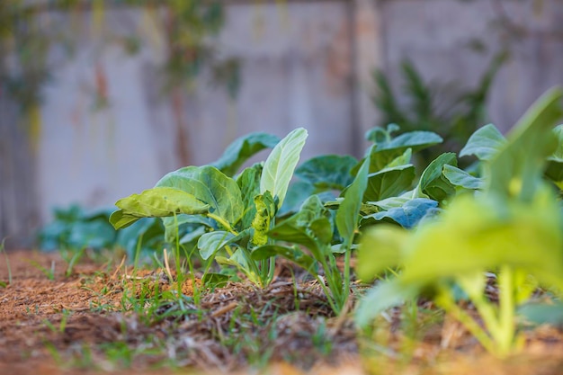 Grünkohlgarten mit jungem Frischgemüse