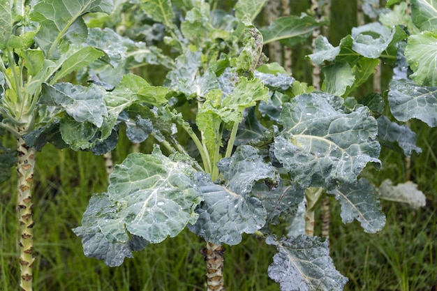 Grünkohlkohl. Winterkohl auch als italienischer Grünkohl oder Lacinato Wachstum in Reihe bekannt.