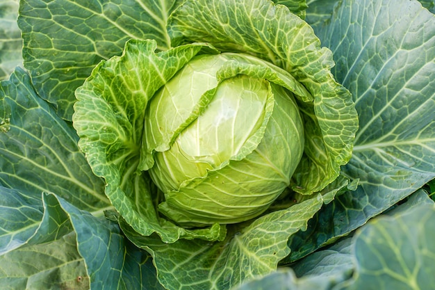 Grünkohlkopf im Garten