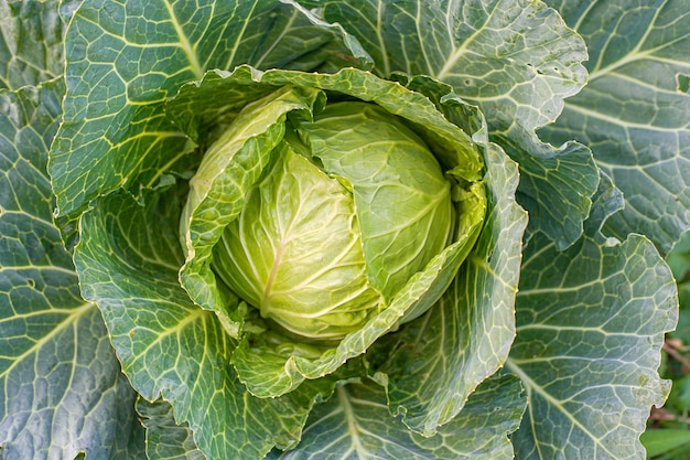 Grünkohlkopf im Garten