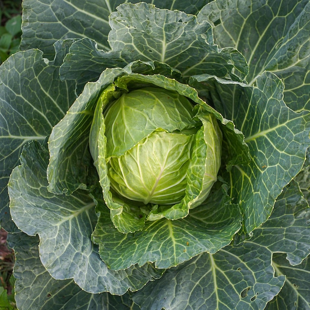 Grünkohlkopf im Garten