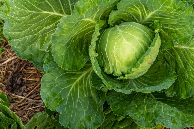 Grünkohlkopf im Garten