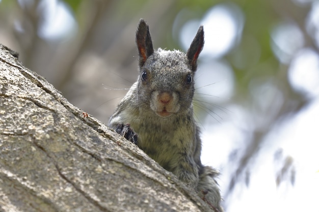 Grünlicher Gelbfink (Simosciurus nebouxii)