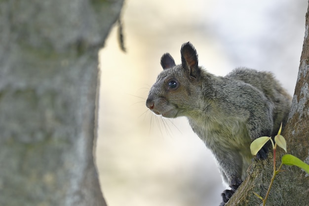 Grünlicher Gelbfink (Simosciurus nebouxii)