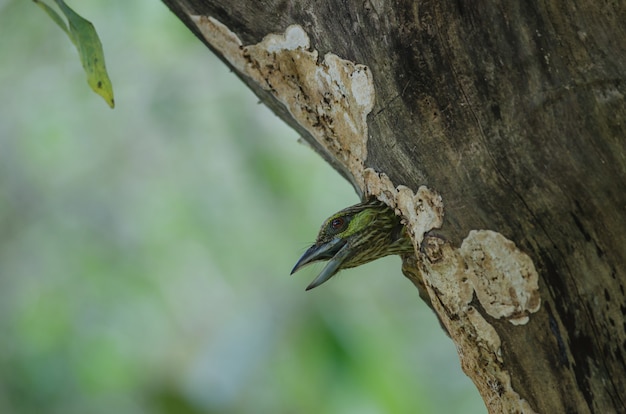 Grünohr Barbet (Megalaima faiostricta)