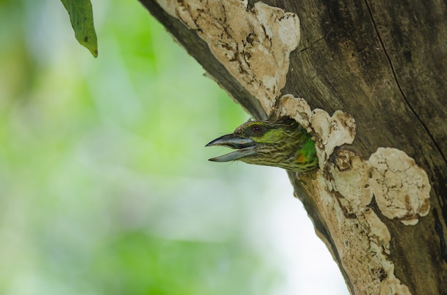 Grünohr Barbet (Megalaima faiostricta)