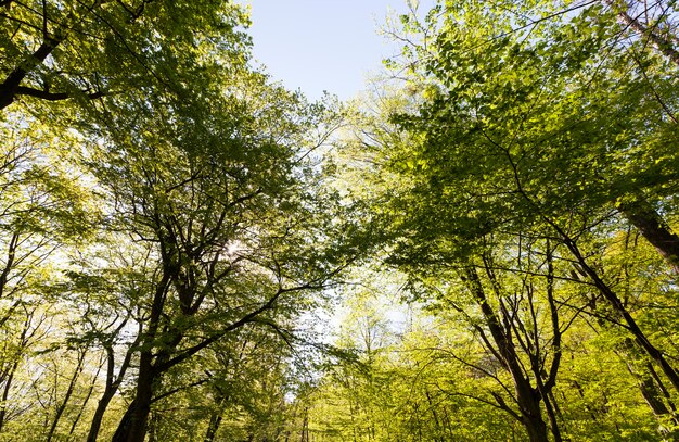 Grünpappeln in der Frühlingssaison im Wald