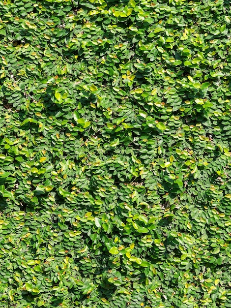 Grünpflanzebaumwand-Hintergrundbeschaffenheit