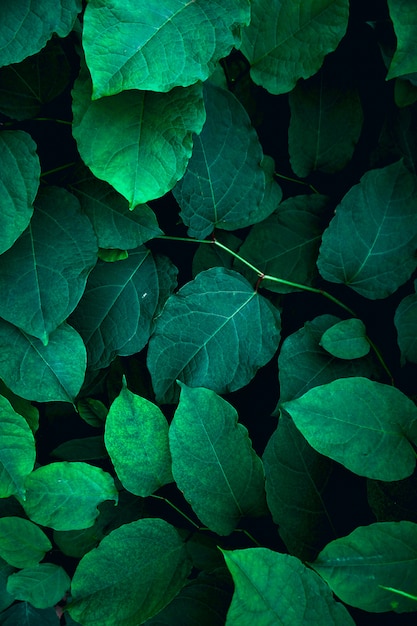 Grünpflanzeblätter gemasert in der Natur, grüner Hintergrund