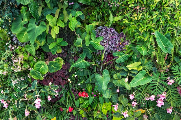 Foto grünpflanzen und blumenhintergrund.