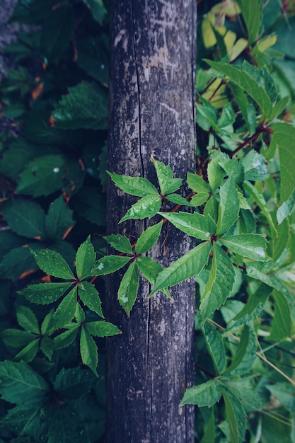 Grünpflanzenblätter gemasert in der Natur, grüner Hintergrund