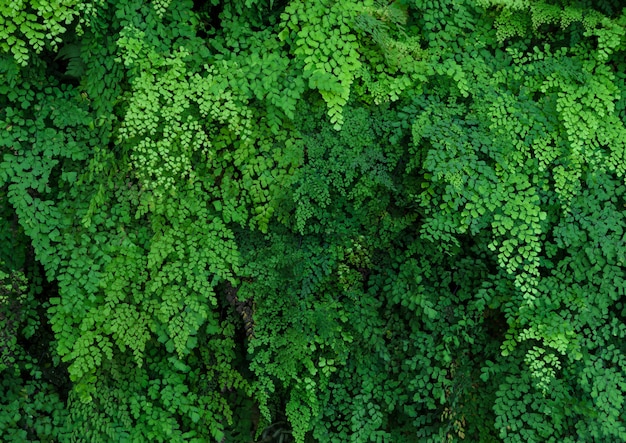 Grünpflanzewand des schwarzen Maidenhairfarns oder des Adiantumfarns