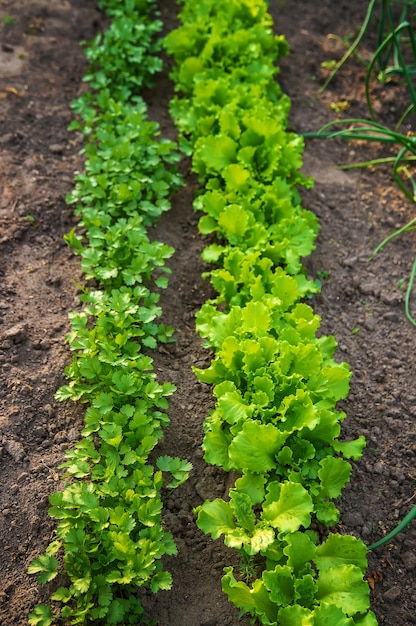 Grüns wachsen im Garten. Selektiver Fokus.