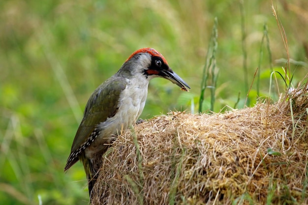 Grünspecht auf der Suche nach Ameisen und Insekten