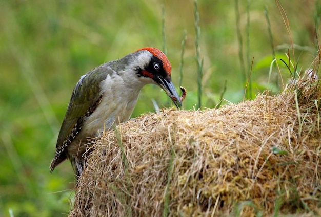 Grünspecht auf der Suche nach Ameisen und Insekten