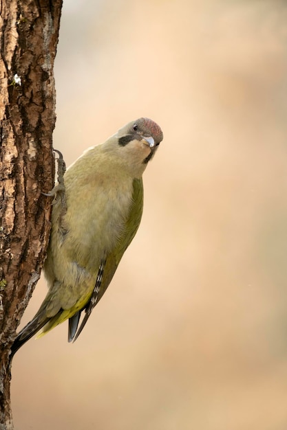 Grünspechtweibchen in einem verschneiten Eichenwald im ersten Licht eines kalten Januartages