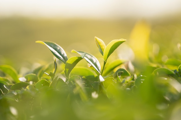 Grüntee-Blatt-Plantage Bio-Bauernhof am Morgen verschwommenen Hintergrund Frische grüne Teeblätter Grüntee-Plantagen im morgendlichen Sonnenaufgang Frische Bio-Teegarten für Tapetenhintergrund