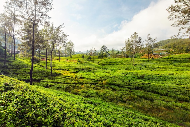 Grüntee-Gartenplantagen, die im Morgensonnenlicht bedeckt sind. Kandy, Sri Lanka