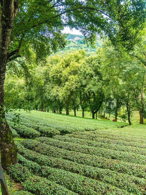 Foto grüntee-plantage in thailand.