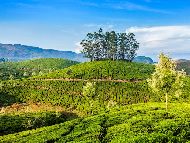 Grüntee-Plantagen in Munnar, Kerala, Indien