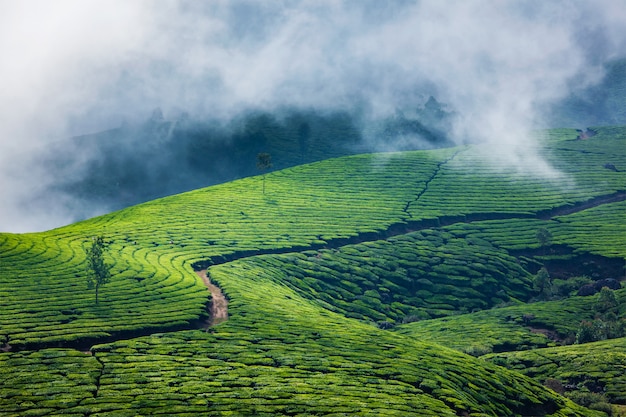 Grüntee-Plantagen in Munnar, Kerala, Indien