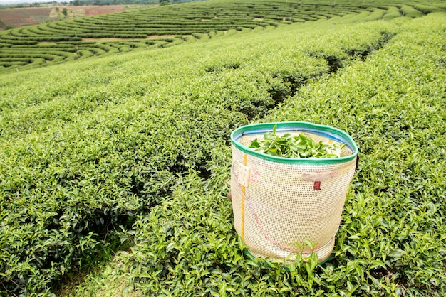 Grüntee-plantagenlandschaft in thailand