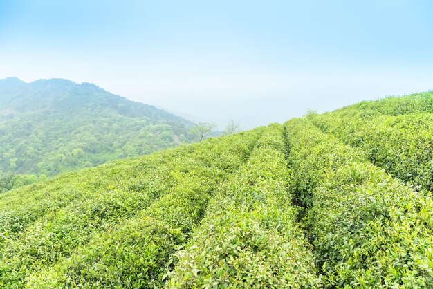 Grünteeplantage im Frühjahr