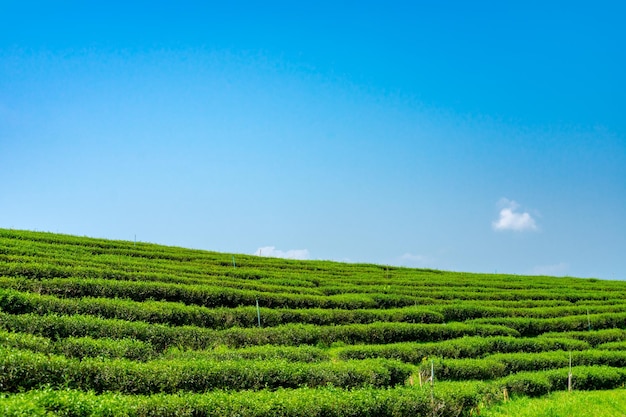 Grünteeplantage oder Grünteefeld mit blauem Himmel