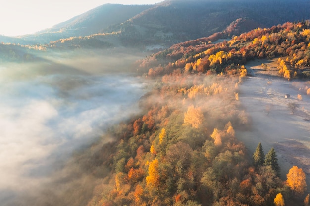 Gruesa capa de niebla que cubre montañas con árboles coloridos