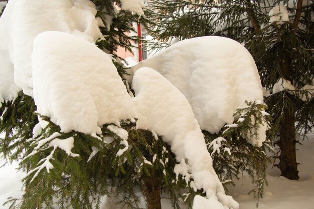 Gruesa capa de nieve en las ramas de un gran árbol de Navidad.