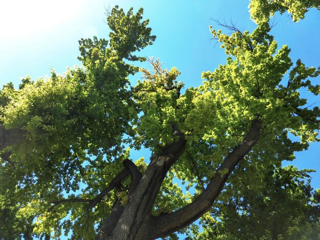 Gruesas y hermosas coronas de árboles contra el cielo