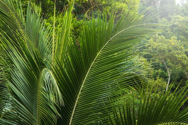 Gruesas hojas de palma verde en la selva tropical