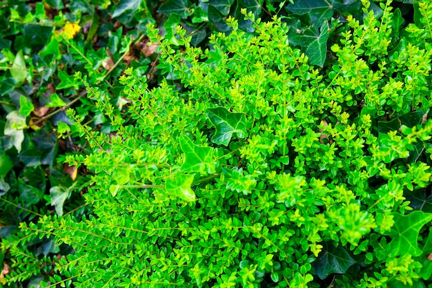 Gruesas hojas verdes en un arbusto en la textura de la hoja del parque