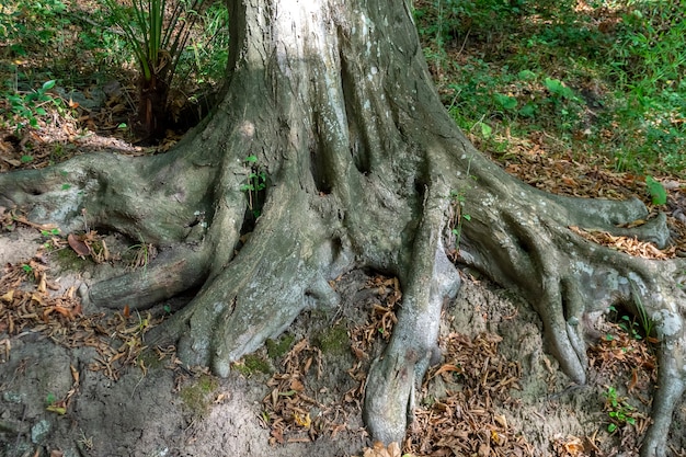Gruesas raíces del viejo árbol en el bosque