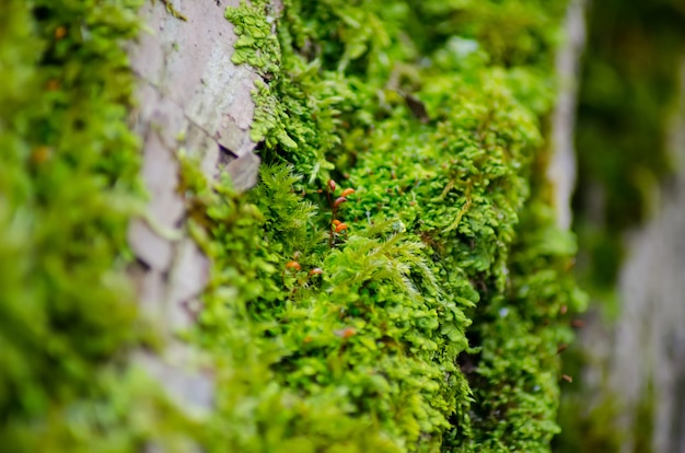 Grueso musgo verde asentado en el tronco de un árbol